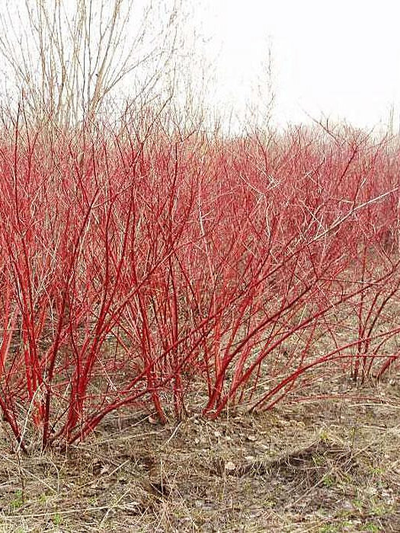 Дерен белый "Сибирика"