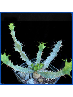 Euphorbia brevitorta, Kenia