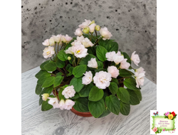 Pink Mint (S.Sorano) трейлер (пасынок срез)