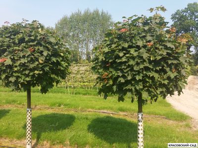 Клен остролистный Глобосум - Globosum