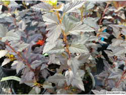 Пузыреплодник калинолистный Литл Джокер - Little Joker