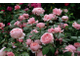 The Alnwick Rose (Анвик Роуз)