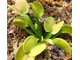 Dionaea muscipula Green wizard