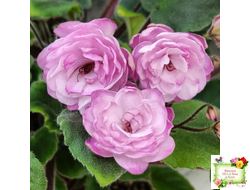 Lituanika (Būtienė) трейлер