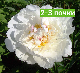 Пион "Gardenia" 2-3 почки