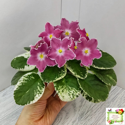 НД-Наталка-Полтавка (Н. Данилова-Суворова) 2018 г.