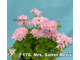 Пеларгония Mrs. Salter Bevis