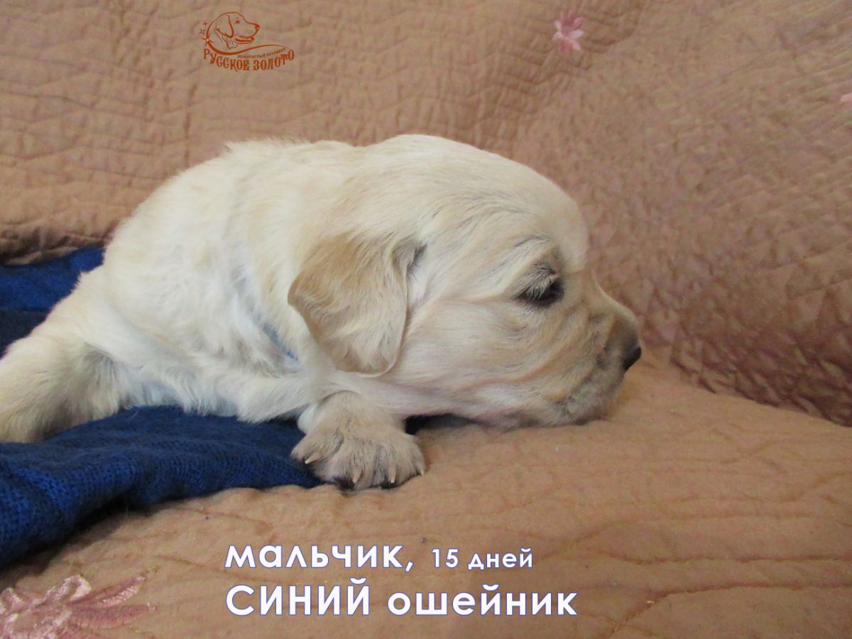 РЗ Палермо, мальчик синий ошейничек, 15 дней