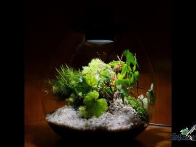 Биобутылка Biolark LED PD 170 (175мм х 195мм)