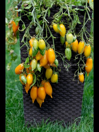 Томат Guinel Yellow (Гуинель жёлтый), 10 шт