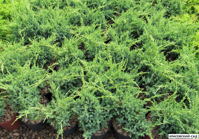 Можжевельник Блю Свид - Blue Swede