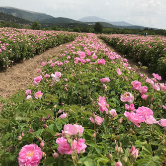 Роза Дамасцена (Rosa damascena), Турция 1 г - 100% натуральное эфирное масло