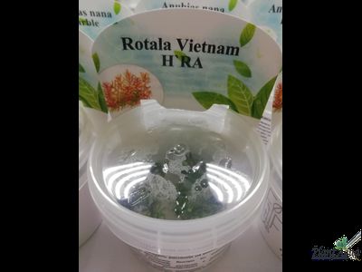 Ротала HRA (меристемная)