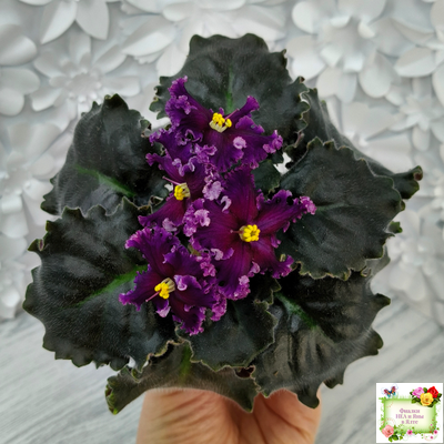 НК-Декамерон (Н.Козак) 2019 г.