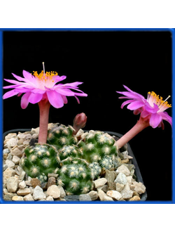 Mammillaria saboae v. roczekii VM 695