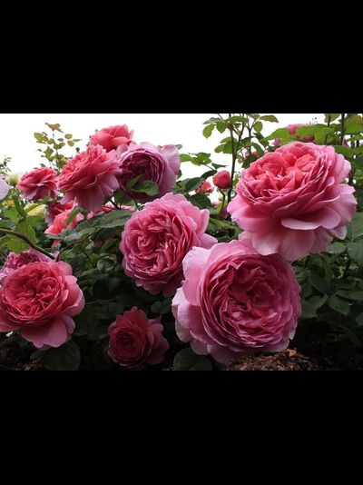 Принцесса Александра оф Кент (Princess Alexandra of Kent)