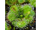 Семена Росянки Drosera MIX