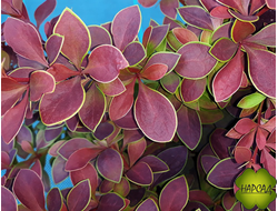 Барбарис "ГОЛДЕН РИНГ" (саженец 60 см)