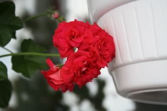 Bernardo - пеларгония  плющелистная - описание сорта, фото - купить черенки в Перми и почтой