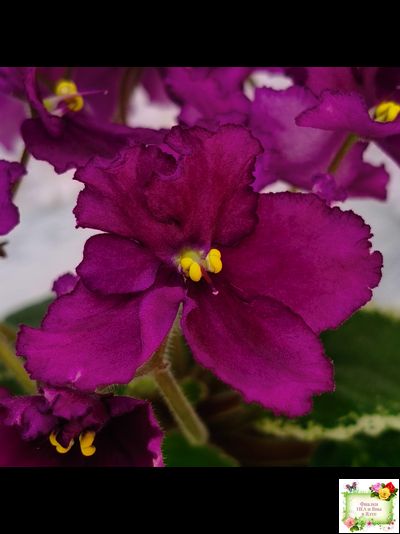 ЛЕ-Адреналин (Е. Лебецкая) 2020 г.