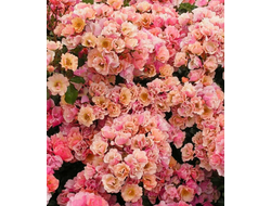 Jazzz (Джаз) фл