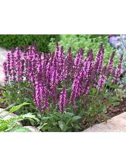 Шалфей дубравный New Dimension Rose