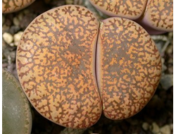 Lithops lesliei v.hornii C015 (MG-1643) - 10 семян