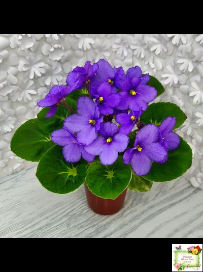 LV-Олег+Алиса (Л. Шевелева) 2025 г. (гёрл-лист с кроновой пестролистностью)