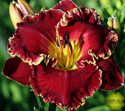 ЛИЛЕЙНИК ГИБРИДНЫЙ "НОТИ РЕД"