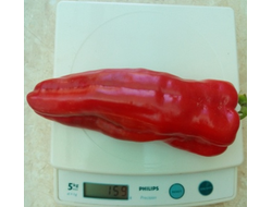 Перец сладкий Тронтароло (Trontarolo) Италия