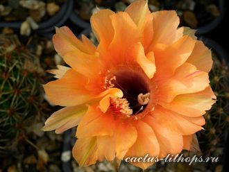 Echinopsis hybrid `Venskiy vals` x Echinopsis hybrid 2 - 5 семян