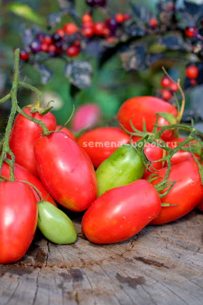 Томат Пальчики Мальвины, 10 шт