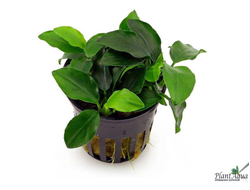 Анубиас Бартери Нана (пластиковый горшок)