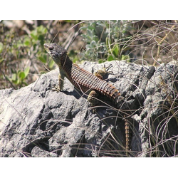 Обыкновенный поясохвост (Cordylus cordylus)