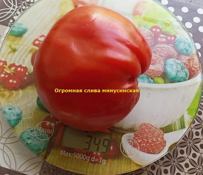 Томат Минусинская огромная слива