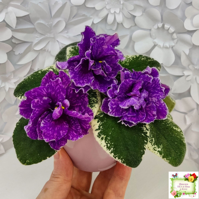 SV-Космические Ежи (С. Суворова) 2021 г.