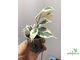 Ficus Benjamina De Gantel / фикус Бенджамина Де гантель
