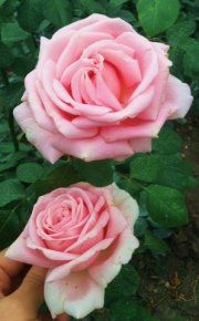 Фредерик мистраль  (Frederic Mistral)   Meilland.