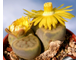 Lithops schwantesii C079 'triebneri' (MG) - 10 семян