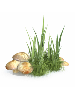 грибы Грибы в траве