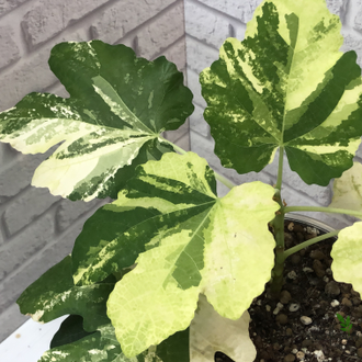 Ficus carica 'Jolly Tiger' variegated  / фикус Карика Джолли Тайгер вариегатный