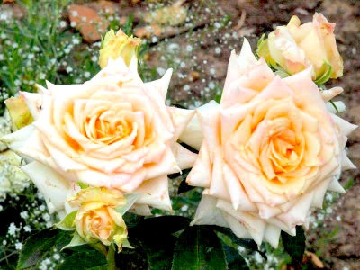 Роза чайно-гибридная  Vanillia  на штамбе