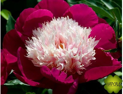 ПИОН ТРАВЯНИСТЫЙ "ВАЙТ КАП" (Уайт кэп) (БОМБОВИДНОЙ ФОРМЫ АРОМАТНЫЙ)