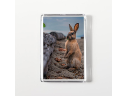 Магнит акриловый год Кролика №6