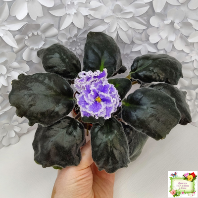 БР-Зимняя Метель (С. и Н. Буркацкие) 2021 г.