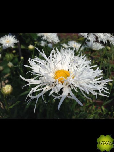 НИВЯНИК "КРЕЙЗИ ДЕЙЗИ"