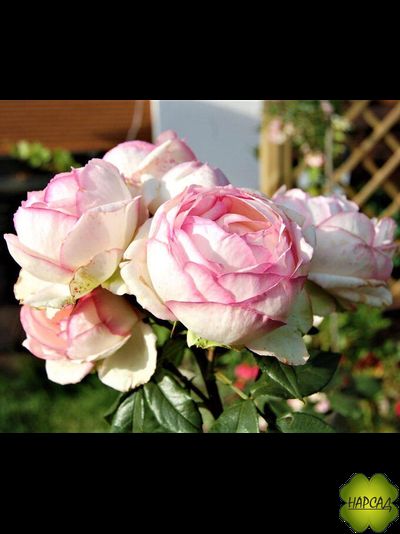 РОЗА МЕЙЯН ЧАЙНО-ГИБРИДНАЯ &quot;ОНОРЕ ДЕ БАЛЬЗАК&quot; (Honor de Balzac)