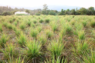 Лемонграсс (Lemongrass/Cimbopogon citratus) Иран, 5 мл - 100% натуральное эфирное масло