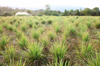 Лемонграсс (Lemongrass/Cimbopogon citratus) (5 мл) - 100% натуральное эфирное масло