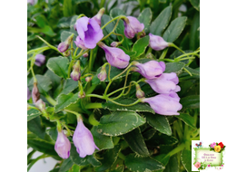 ЛЕ-Шотландский Вереск (Е. Лебецкая) мини трейлер